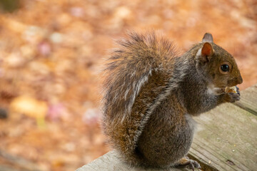 Squirrels eating and nibbling on popcorn on wooden deck 