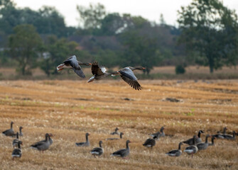 Goose in flight