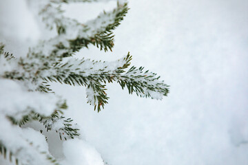 Fir branches covered with a lot of snow in a forest
