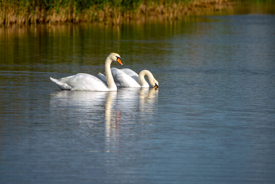 Two swans in the lake