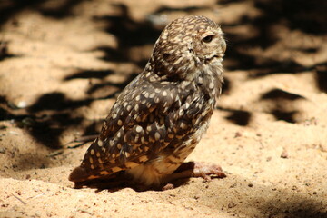 horned owl