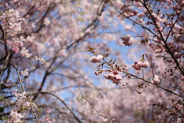 青空と桜