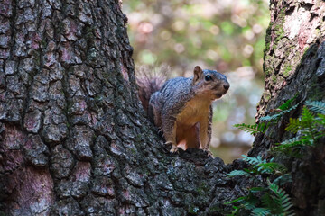Squirrel sitting on tree