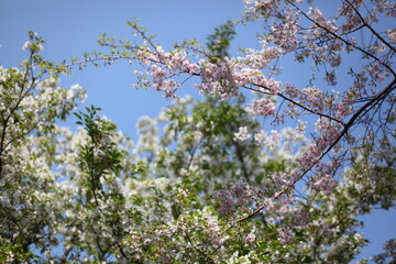 青空と桜
