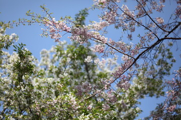 青空と桜