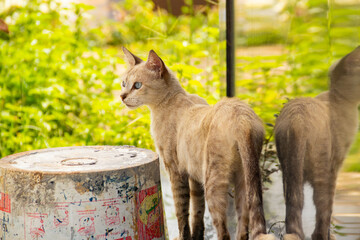 Gato em posição de alerta. Gato abandonado em um cemitério na cidade de Goiânia.