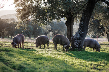 Iberian pigs eating in the middle of nature - 402924999