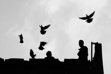 silhouette of a person with birds