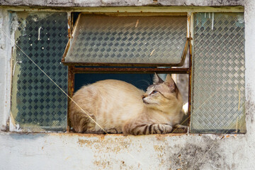 Gatinho na janela de uma casa abandonada. Gato abandonado em um cemitério na cidade de Goiânia.