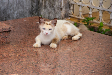 Gato deitado em uma sepultura. Gato abandonado em um cemitério na cidade de Goiânia.