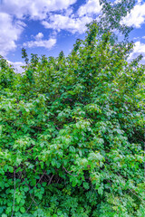 Fototapeta premium Green leaves of plants against cloudy blue sky in San Diego California forest