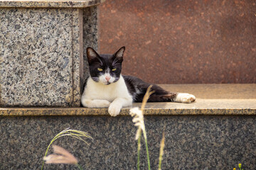 Gato deitado em uma sepultura. Gato abandonado em um cemitério na cidade de Goiânia.