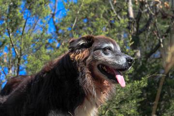 Australian shepherd dog
