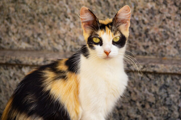 Gato tricolor abandonado em um cemitério na cidade de Goiânia.