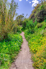 Narrow hiking trail amidst lush foliage in the forest of San Diego California