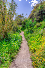 Fototapeta na wymiar Narrow hiking trail amidst lush foliage in the forest of San Diego California