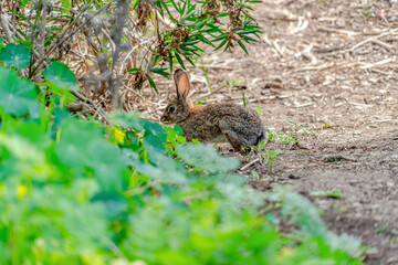 Gray animal with big ears on dry brown forest ground of San Diego California
