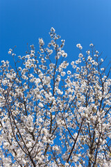 青空を背景に満開の山桜
