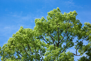 五月晴れの青空と春の木々	