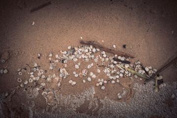 baltic sea shore with sea shells
