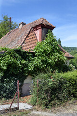 old house with vine