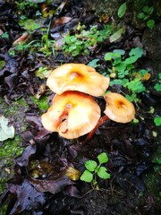 mushrooms in the forest