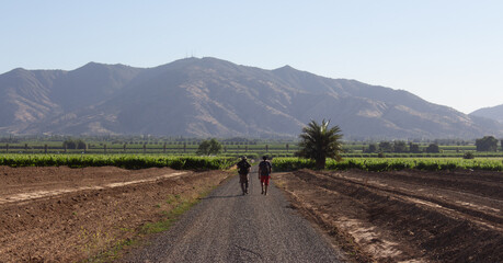 Camino hacia el vi&ntilde;edo