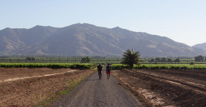 Camino hacia el vi&ntilde;edo