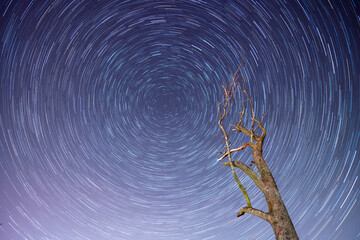 Star trail with a dead tree