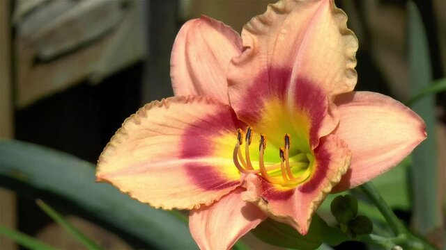 Gardening: close-up, detailed view of a Hemerocallis Siloam Bye Lo flower with ants.