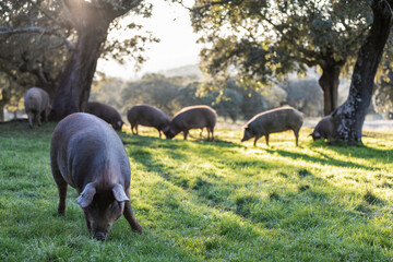 Iberian pigs eating in the middle of nature - 402927541
