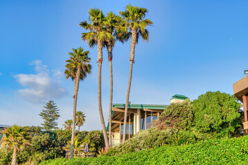 Fototapeta na wymiar Houses amidst palm trees and foliage against blue sky in san Diego California
