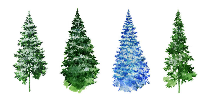 Snow-covered Christmas trees isolated on a white background. Green firs. Beautiful Christmas trees painted in watercolor.