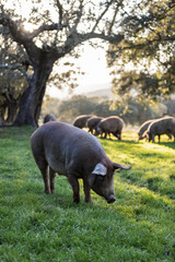 Iberian pigs eating in the middle of nature - 402928548