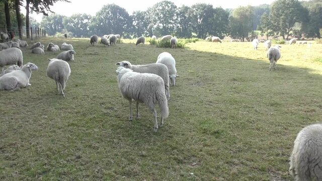 Sneezing sheep walking around on a Dutch green field on a bright day in the Veluwe. Steady shot