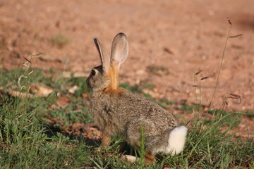 rabbit © elvis santana