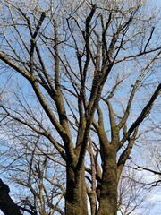 leafless cherry-blossom tree