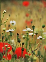 Łaka Stokrotki © Iwona