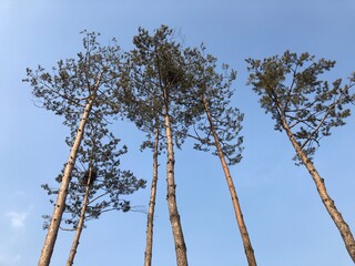 하늘 이미지(blue Sky)