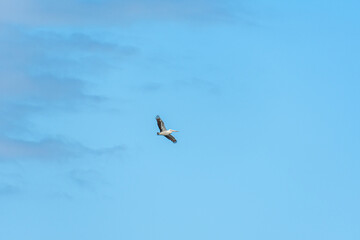 Pelicans at Lake Richmond is an important ecosystem for thrombolites and waterbirds.