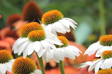 Margaretki Echinacea © Iwona