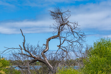Lake Richmond is an an important ecosystem for thrombolites and waterbirds.