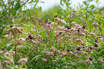 Butterflies on flowers
