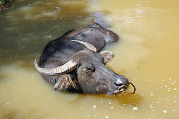 thai buffalo in the water