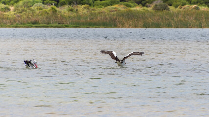Pelicans at Lake Richmond is an important ecosystem for thrombolites and waterbirds.