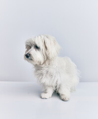 Adorable dog over isolated white background.