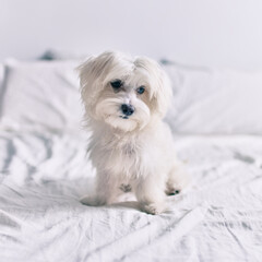 Adorable white dog at bed.