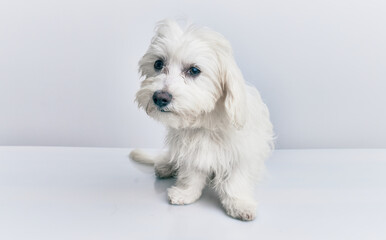 Adorable dog over isolated white background.