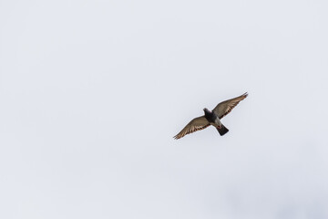 Piqeons at Lake Richmond which is an important ecosystem for thrombolites and waterbirds.