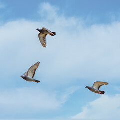 Piqeons at Lake Richmond which is an important ecosystem for thrombolites and waterbirds.